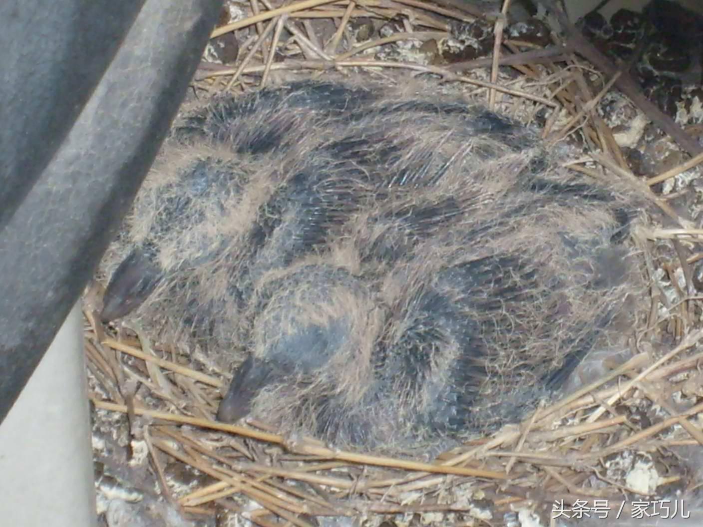 2个月宝宝小鸡图片，宝宝小鸡标准图片（细心网友用镜头记录下了小鸡的成长过程）