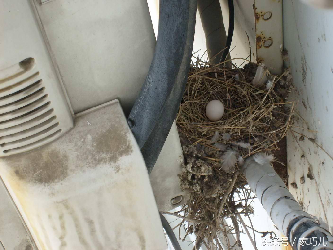 2个月宝宝小鸡图片，宝宝小鸡标准图片（细心网友用镜头记录下了小鸡的成长过程）