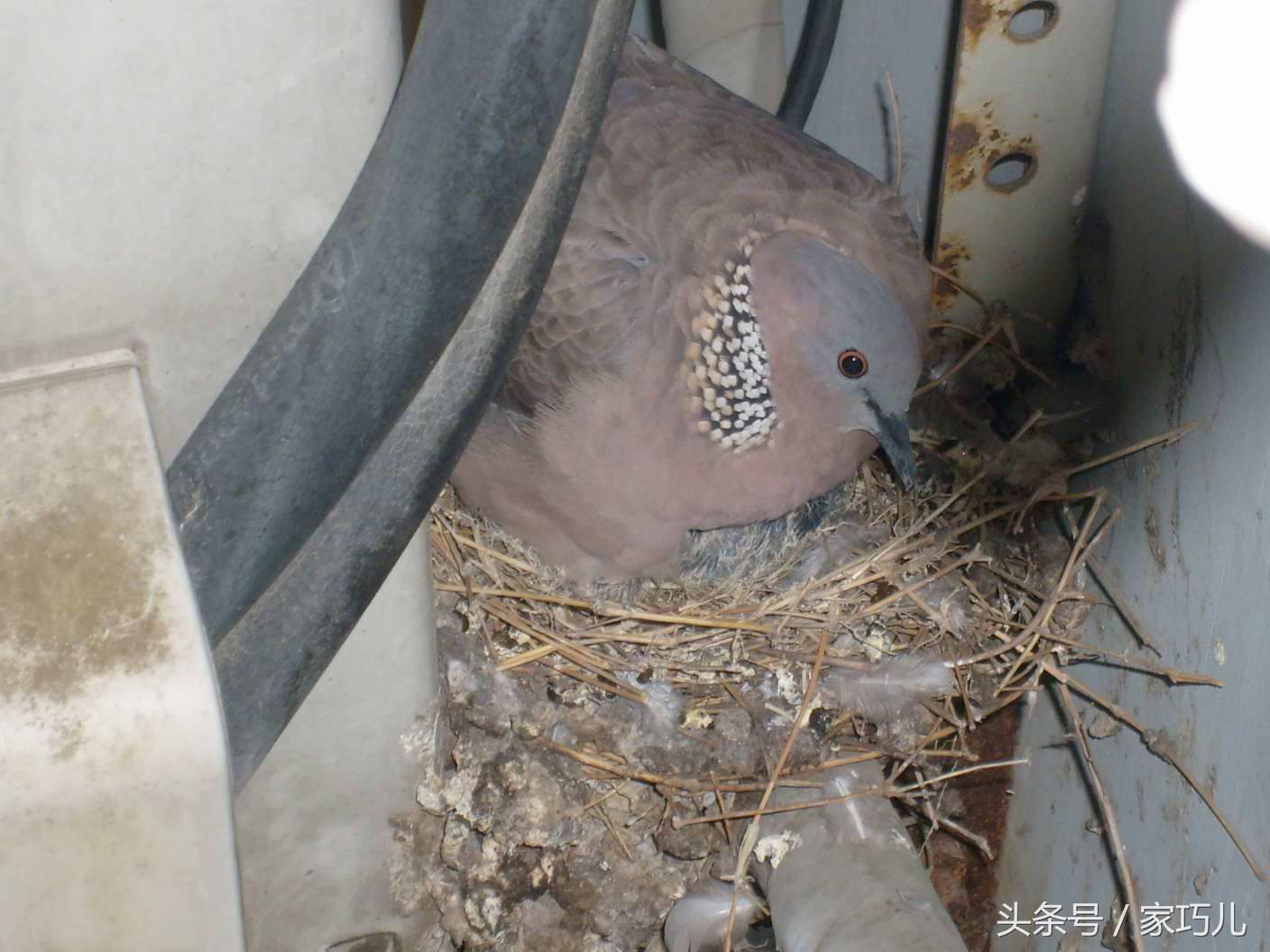 2个月宝宝小鸡图片，宝宝小鸡标准图片（细心网友用镜头记录下了小鸡的成长过程）