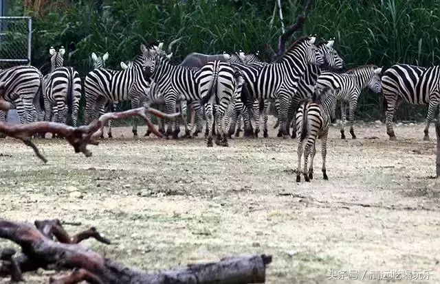 清远长隆在哪个位置，清远长隆位置在哪里（清远长隆将在2019年开业）