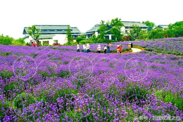 情人草，情人草的花语与作用（情人草干花）