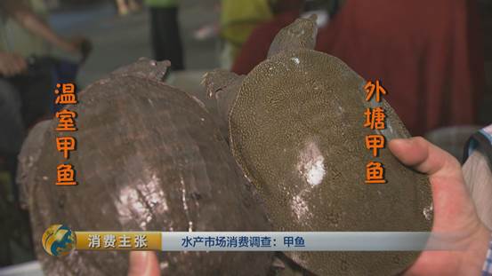 团鱼怎么杀，团鱼如何宰杀（“水产奢侈品”甲鱼如何挑选）