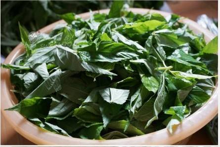 黄麻叶怎么吃，黄麻叶泡水喝功效（无公害的野菜之一的香麻叶）