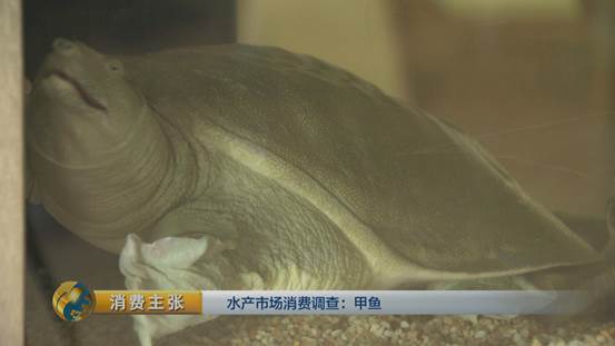 团鱼怎么杀，团鱼如何宰杀（“水产奢侈品”甲鱼如何挑选）