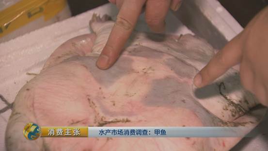 团鱼怎么杀，团鱼如何宰杀（“水产奢侈品”甲鱼如何挑选）