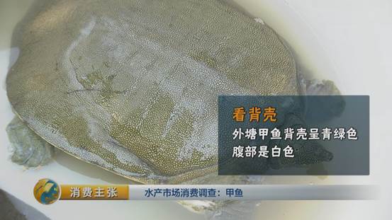 团鱼怎么杀，团鱼如何宰杀（“水产奢侈品”甲鱼如何挑选）