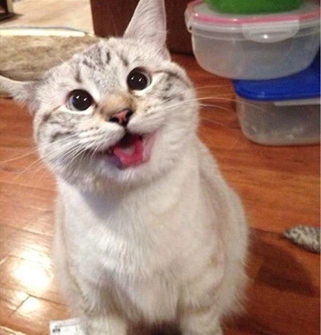 家里养猫对财运好不好，养猫聚财还是破财（这样养猫会给你带来财运）