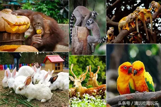 清远长隆在哪个位置，清远长隆位置在哪里（清远长隆将在2019年开业）