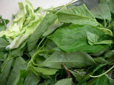 黄麻叶怎么吃，黄麻叶泡水喝功效（无公害的野菜之一的香麻叶）