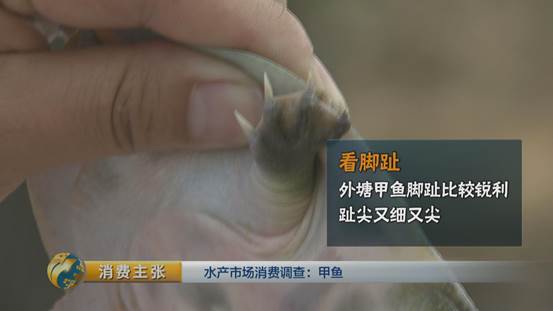 团鱼怎么杀，团鱼如何宰杀（“水产奢侈品”甲鱼如何挑选）