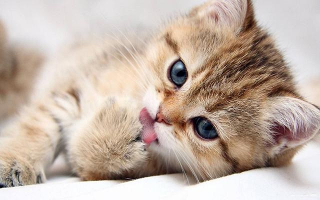养猫的好处风水学，养猫风水讲究（这样养猫会给你带来财运）