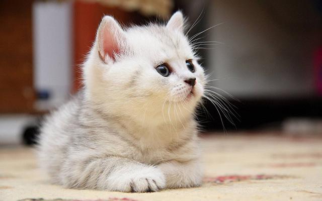 养猫的好处风水学，养猫风水讲究（这样养猫会给你带来财运）