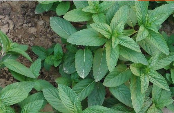 黄麻叶怎么吃，黄麻叶泡水喝功效（无公害的野菜之一的香麻叶）