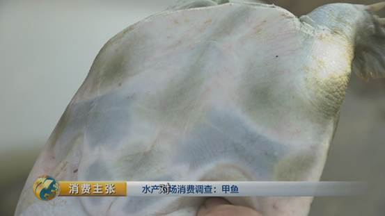 团鱼怎么杀，团鱼如何宰杀（“水产奢侈品”甲鱼如何挑选）