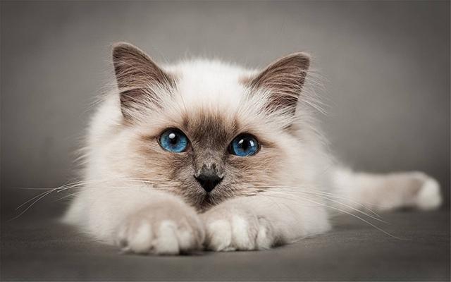养猫的好处风水学，养猫风水讲究（这样养猫会给你带来财运）