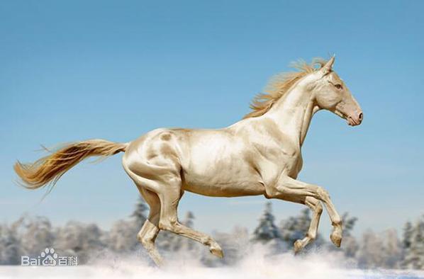 汗血宝马名字的来历，著名的汗血宝马的名字（汗血宝马的来源）