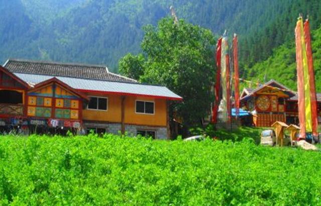 无花果是凶树还是吉树，院子里最旺宅的果树（谈农村：农村院子种树有讲究）