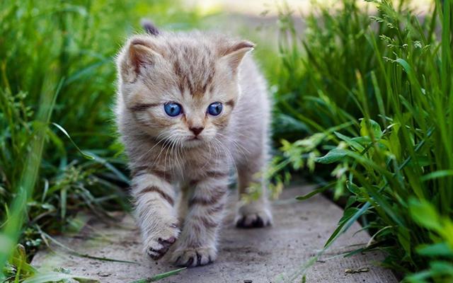 养猫的好处风水学，养猫风水讲究（这样养猫会给你带来财运）