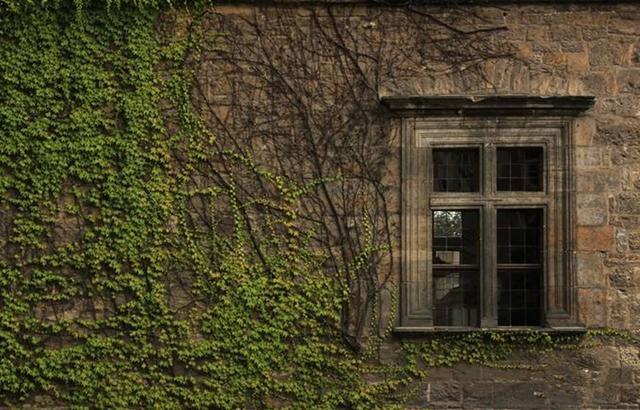 无花果是凶树还是吉树，院子里最旺宅的果树（谈农村：农村院子种树有讲究）