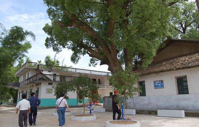 无花果是凶树还是吉树，院子里最旺宅的果树（谈农村：农村院子种树有讲究）