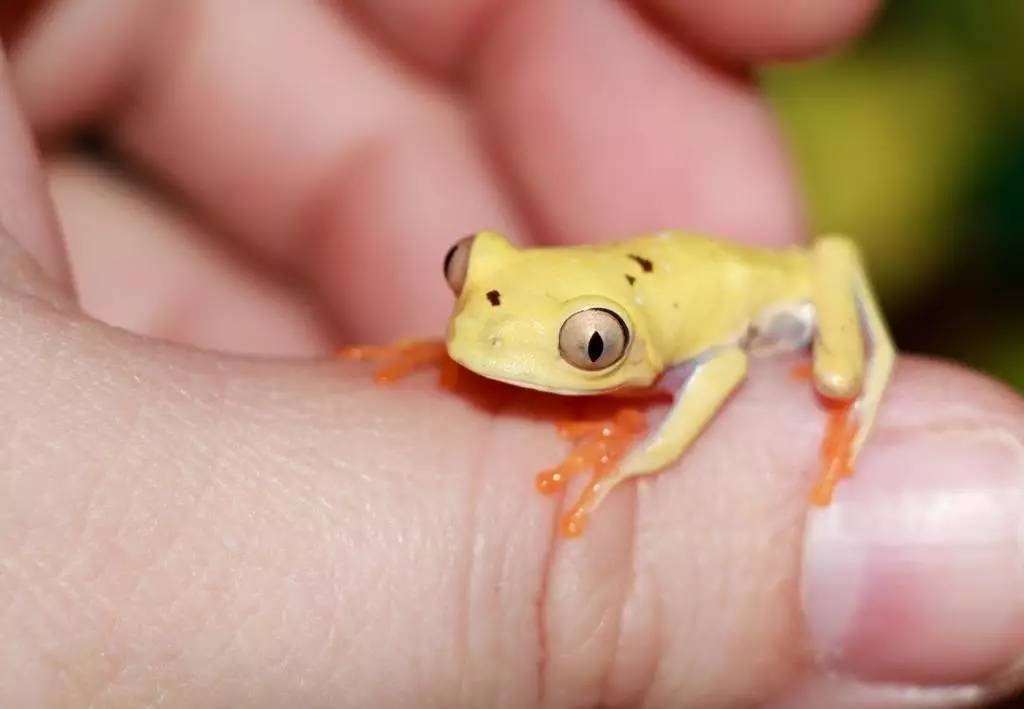 2,红眼树蛙:粉色泡泡糖突变要爆炸!