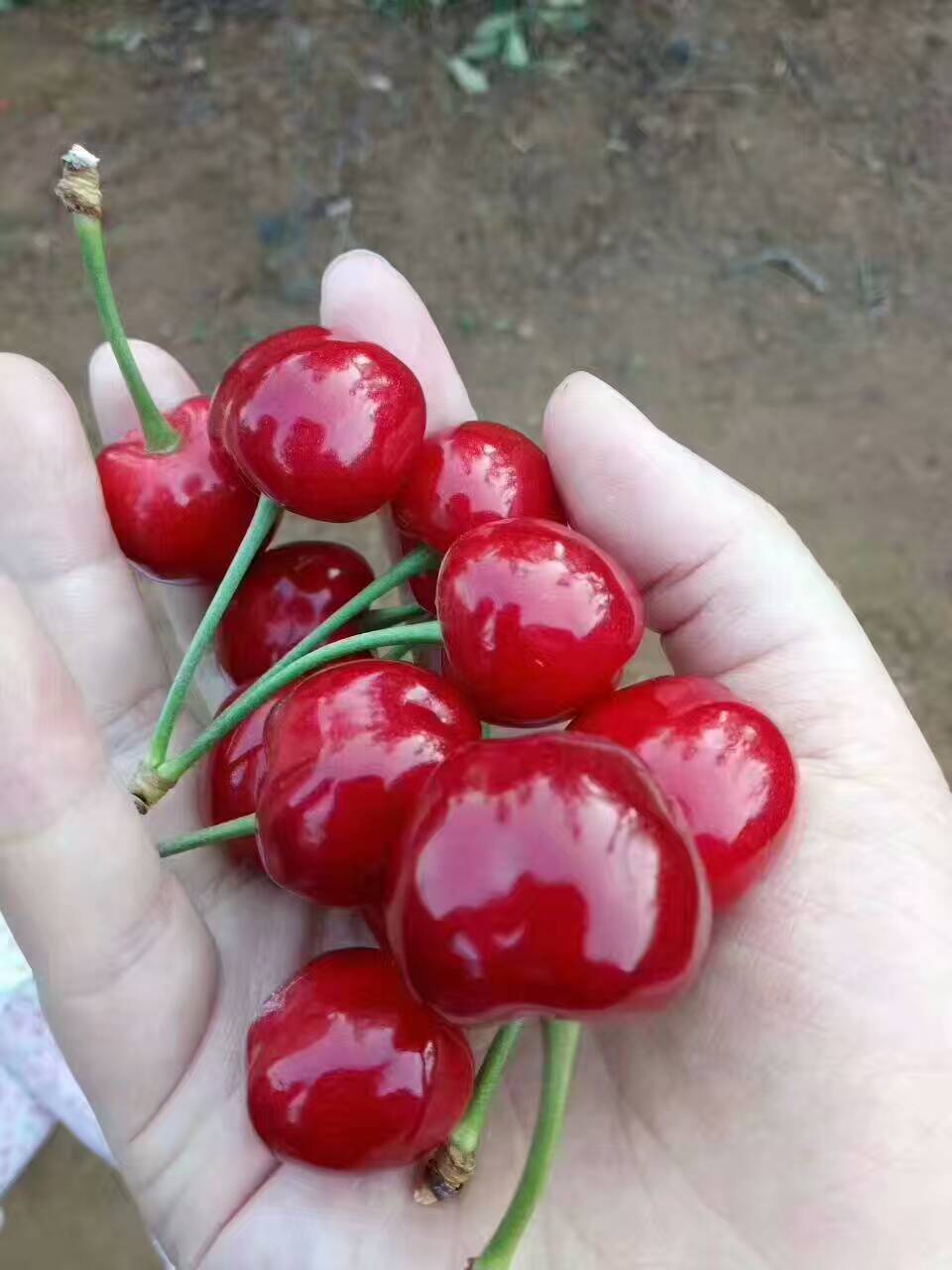 樱桃水晶和黄蜜的区别,樱桃水晶和黄蜜的区别图(烟台福山大樱桃的品种