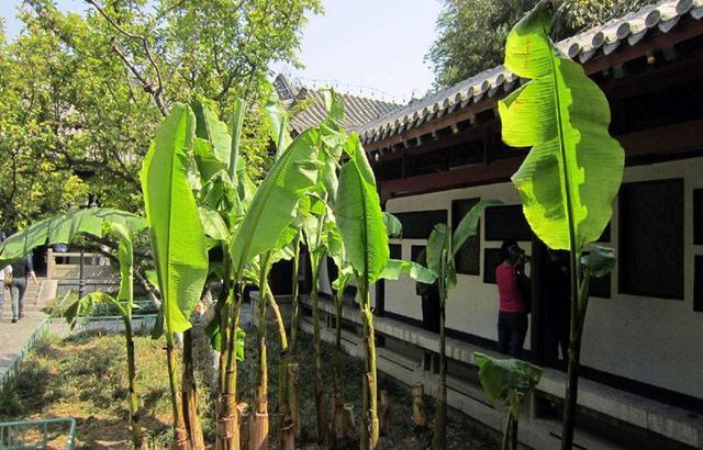 无花果是凶树还是吉树，院子里最旺宅的果树（谈农村：农村院子种树有讲究）