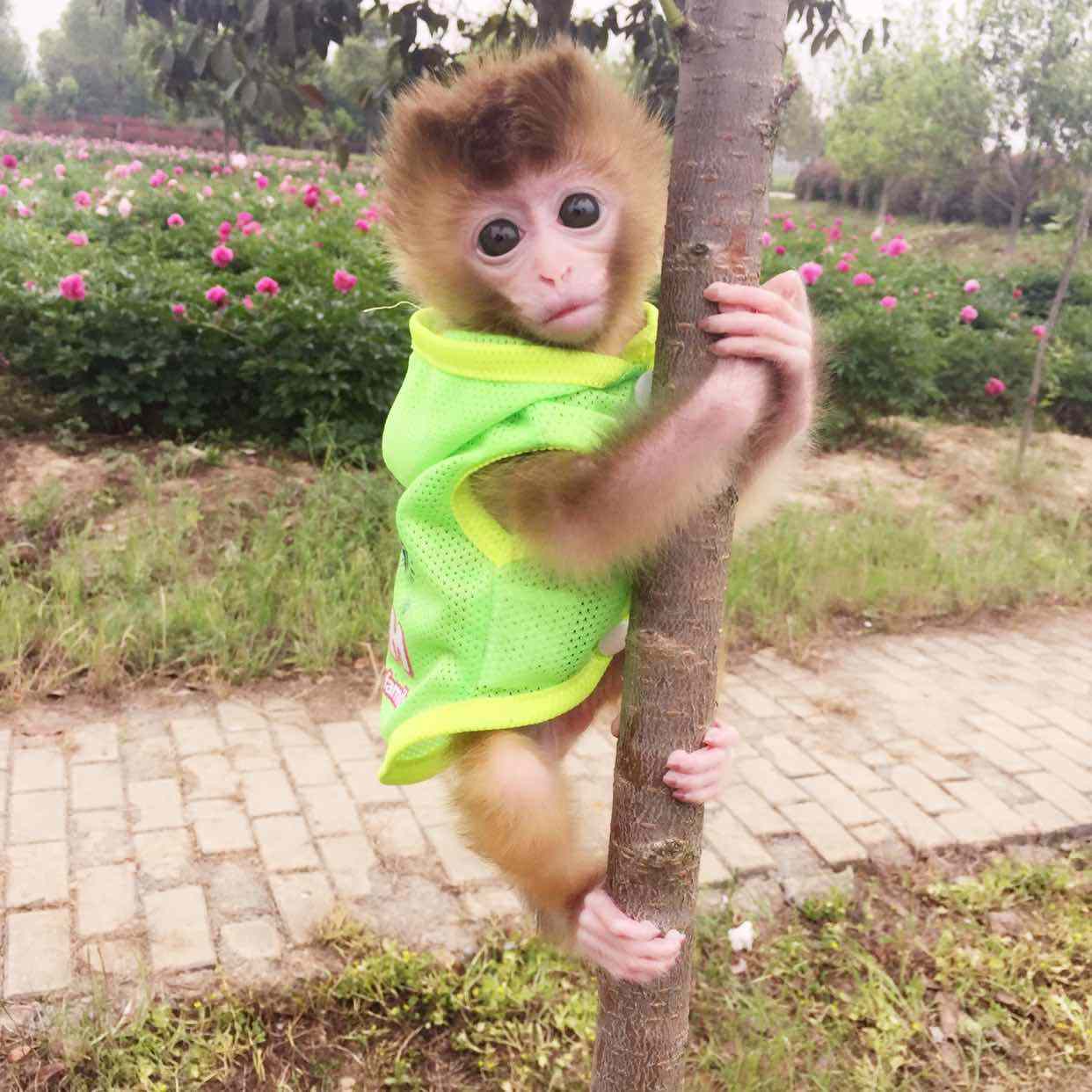 日本石猴,世界上最可爱的猴子——日本袖珍石猴(日本石猴寿命)
