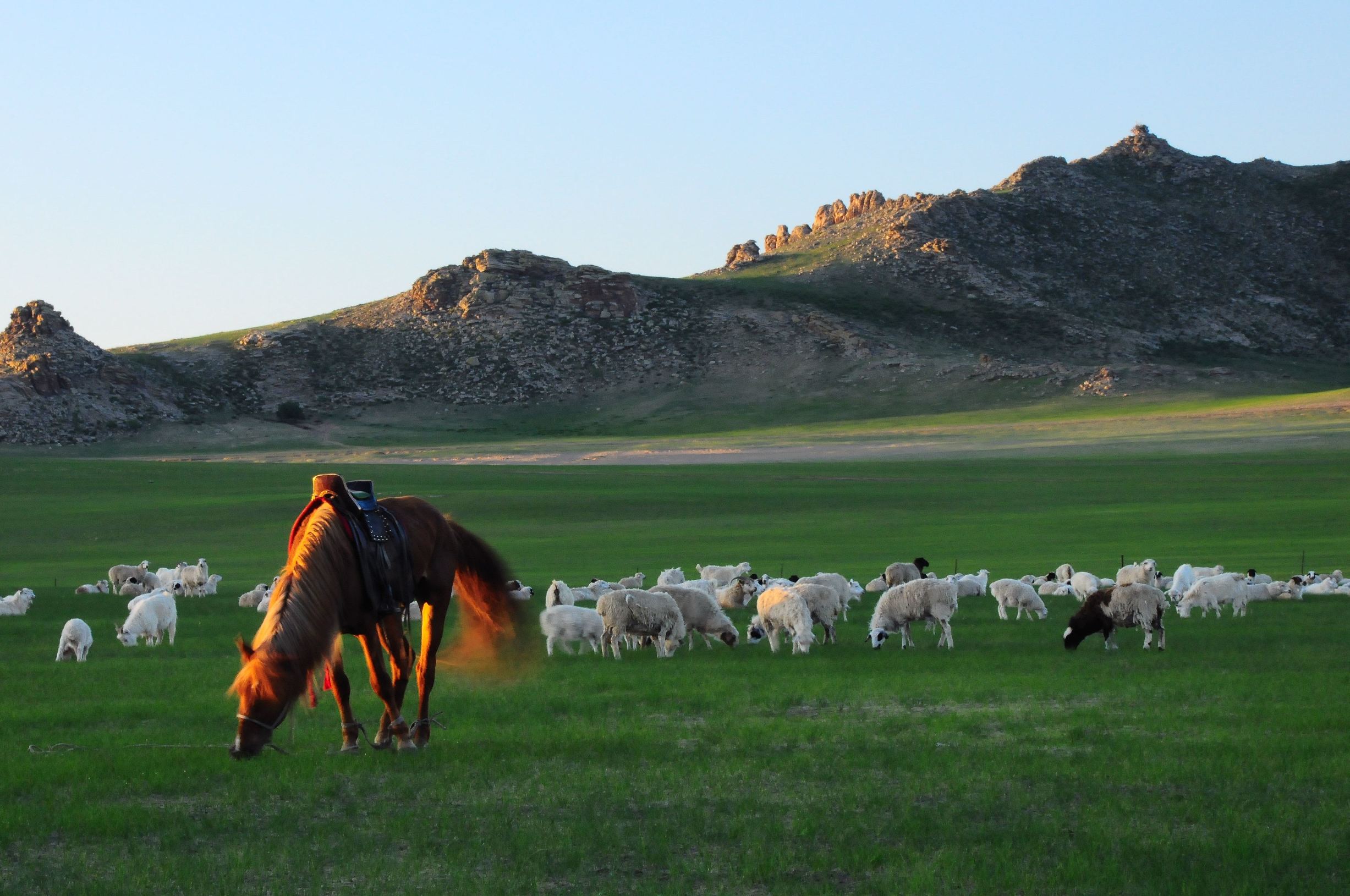 策马奔腾共享人世繁华是什么意思(呼伦贝尔大草原:一步一回首)