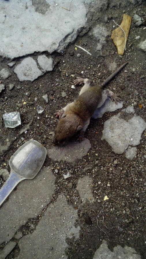 怎么区分仓鼠和小白鼠，怎么区分仓鼠和小白鼠的区别（仓鼠老鼠，傻傻分不清楚）