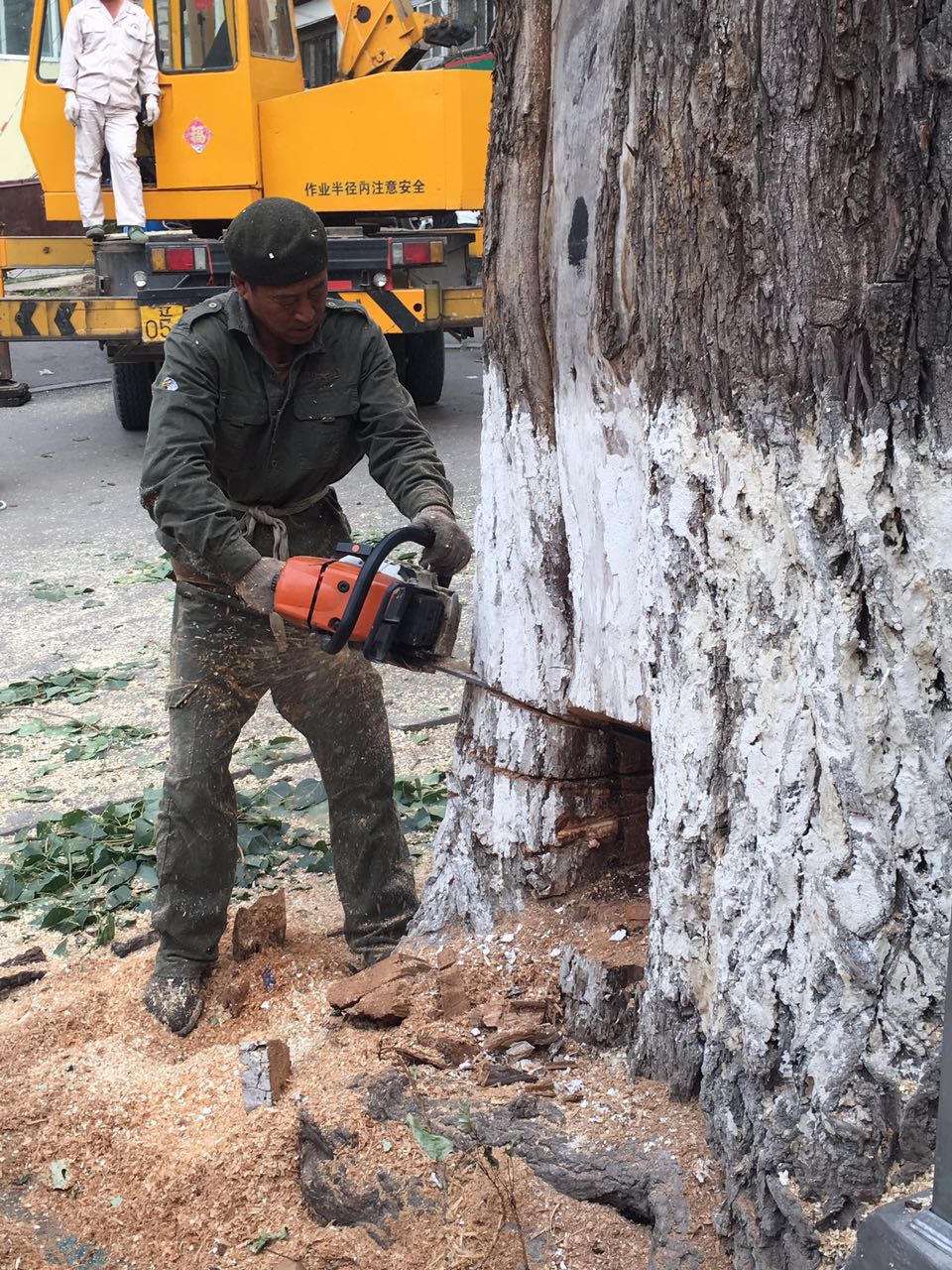为什么空心的老树还能活，一棵空心老树为什么还能活着和生长（六十多年的老树究竟什么原因就这样被无情的筏了）