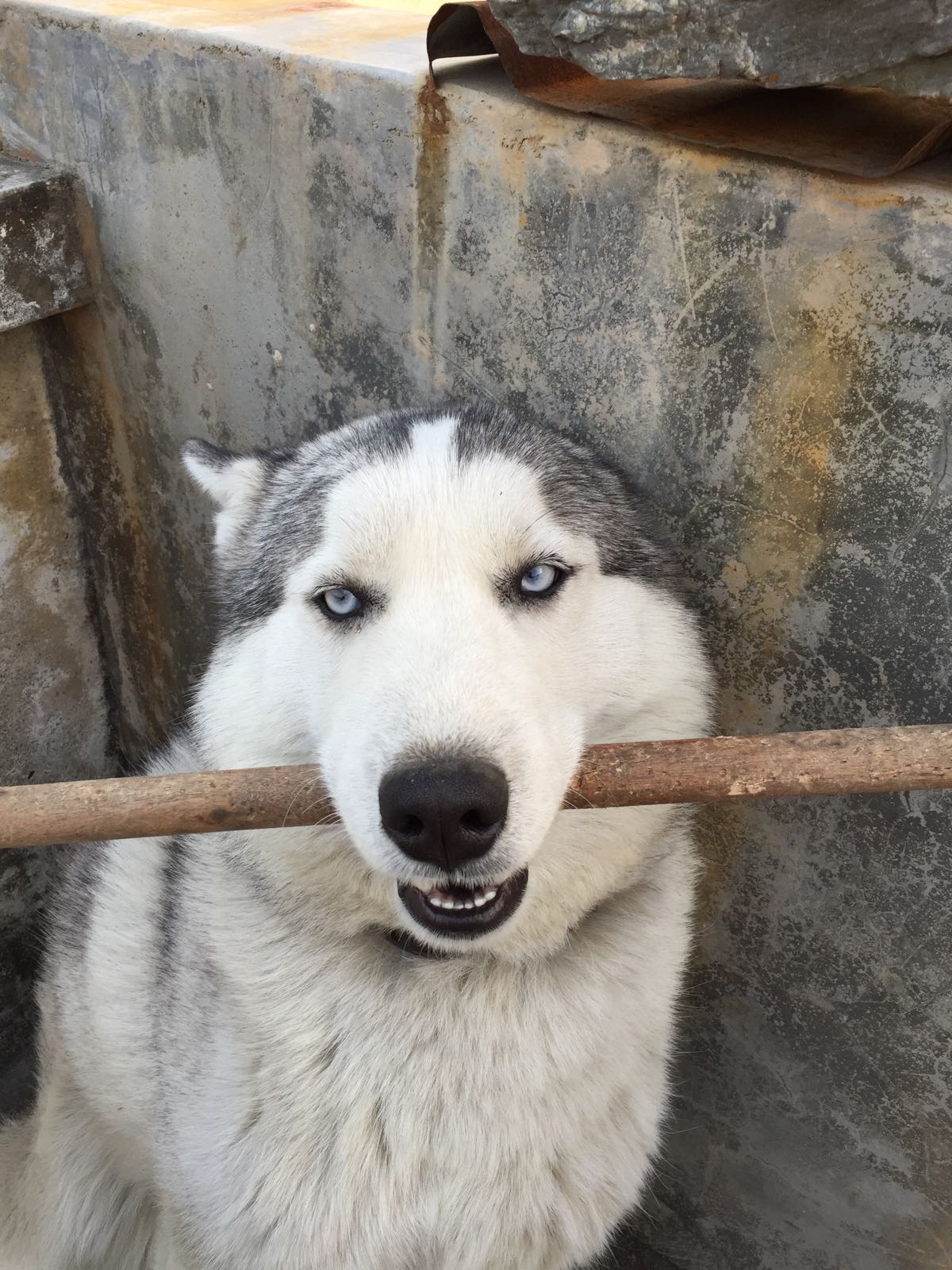 宠物店二哈幼犬价格一览（了解宠物店二哈幼犬的市场价格）