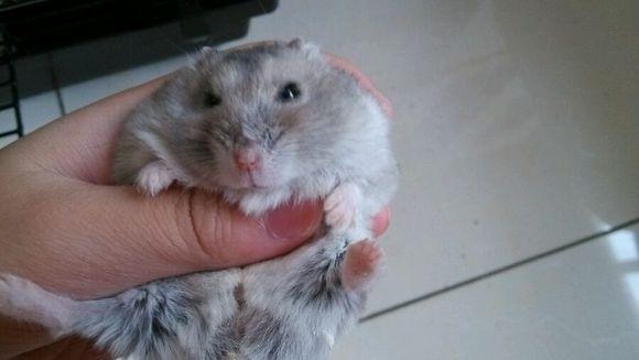 怎么区分仓鼠和小白鼠，怎么区分仓鼠和小白鼠的区别（仓鼠老鼠，傻傻分不清楚）