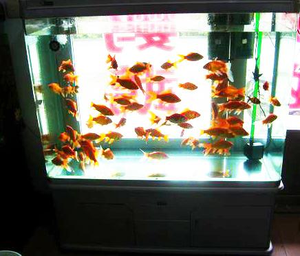 水族冷水机，夏天来了，论给鱼缸降温6大招（水族冷水机油污）