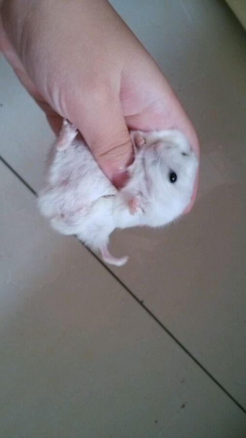 怎么区分仓鼠和小白鼠，怎么区分仓鼠和小白鼠的区别（仓鼠老鼠，傻傻分不清楚）