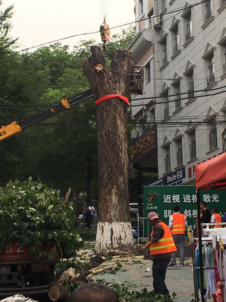 为什么空心的老树还能活，一棵空心老树为什么还能活着和生长（六十多年的老树究竟什么原因就这样被无情的筏了）