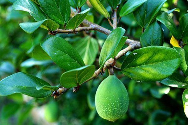 薛荔果的功效与作用,薜荔的功效与作用(儿时的野果竟可祛除骨病)