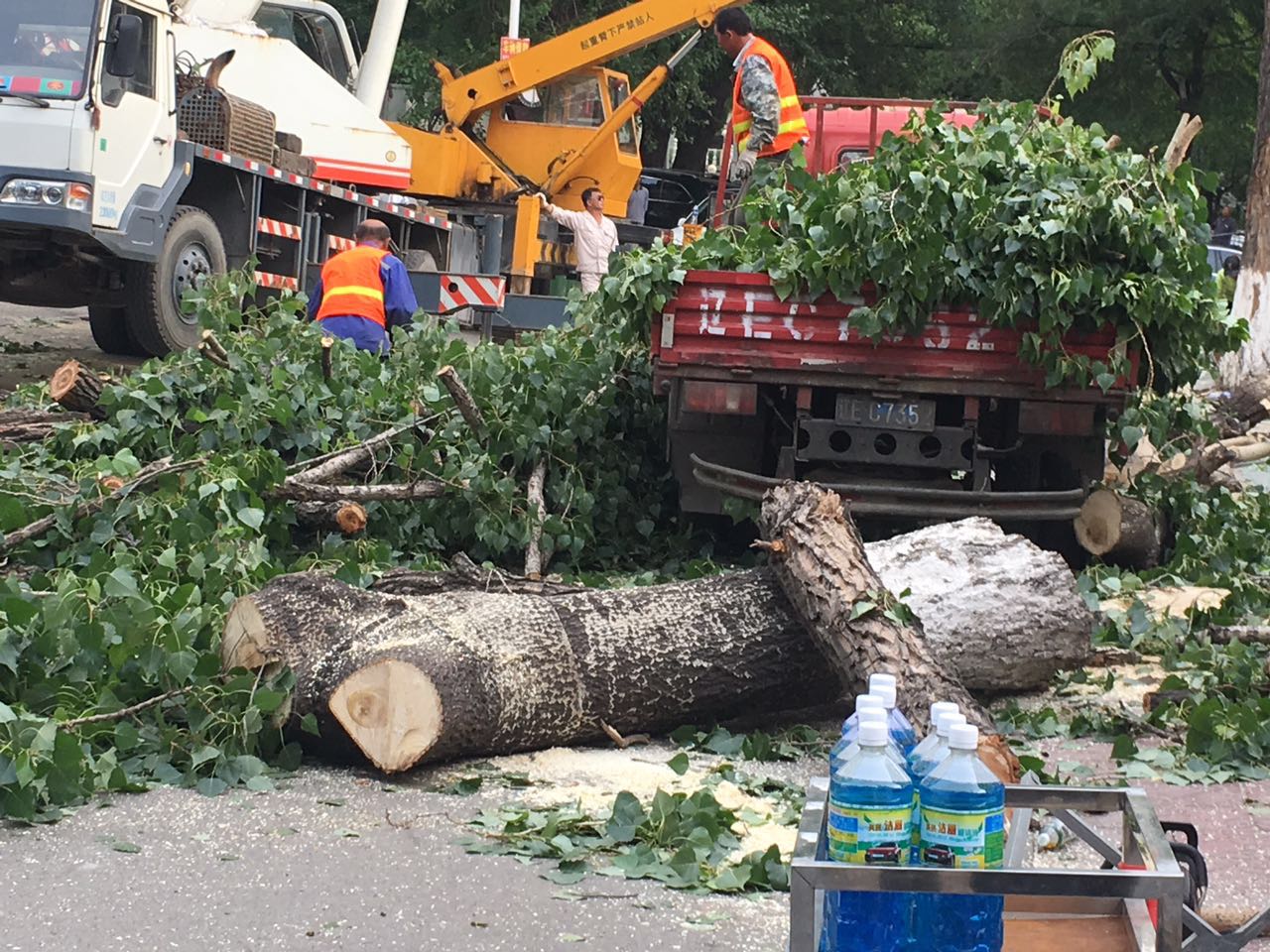为什么空心的老树还能活，一棵空心老树为什么还能活着和生长（六十多年的老树究竟什么原因就这样被无情的筏了）
