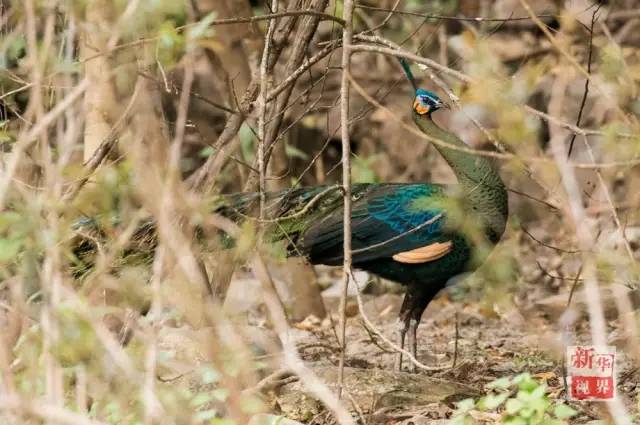 世界上最恐怖的孔雀,最诡异的孔雀(魔幻又迷人的绿孔雀)