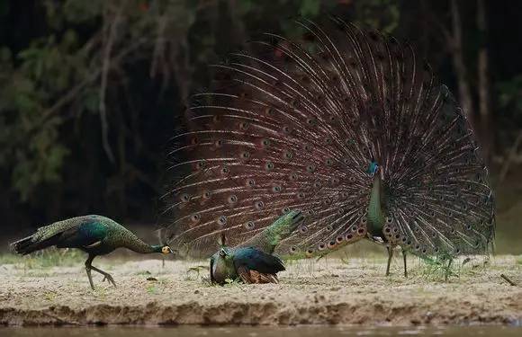 世界上最恐怖的孔雀,最诡异的孔雀(魔幻又迷人的绿孔雀)