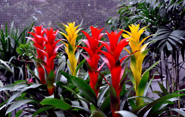 凤梨的养殖方法，紫花凤梨花怎么养及繁殖（观赏凤梨四季养护全攻略~）