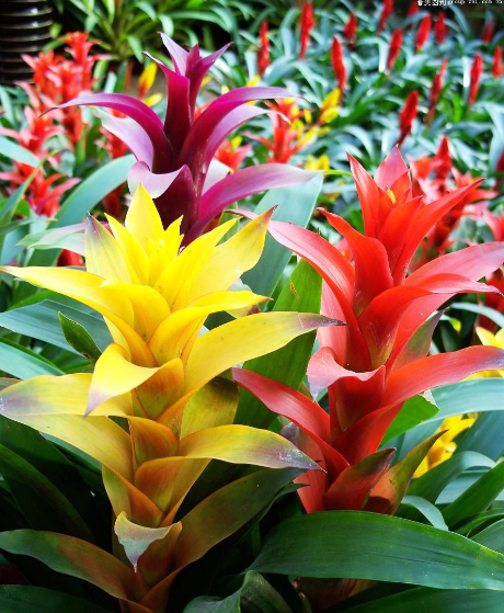 凤梨的养殖方法，紫花凤梨花怎么养及繁殖（观赏凤梨四季养护全攻略~）