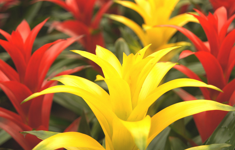 凤梨的养殖方法，紫花凤梨花怎么养及繁殖（观赏凤梨四季养护全攻略~）