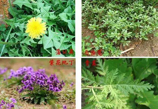 马蜂蛰了怎么办，马蜂蛰了怎么办小妙招（救急手册：被蜜蜂蛰了怎么办）