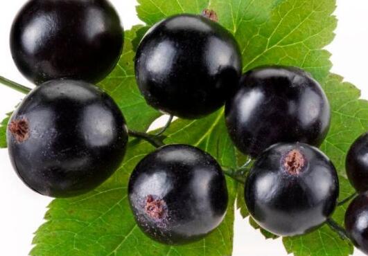 黑加仑的功效与作用,黑加仑功效与作用(黑加仑泡水喝有什么好处)