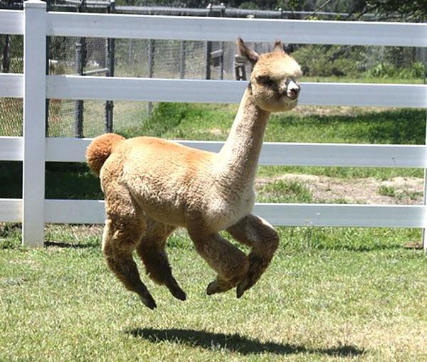 羊驼是什么意思，神兽羊驼是什么意思（你对羊驼一无所知）