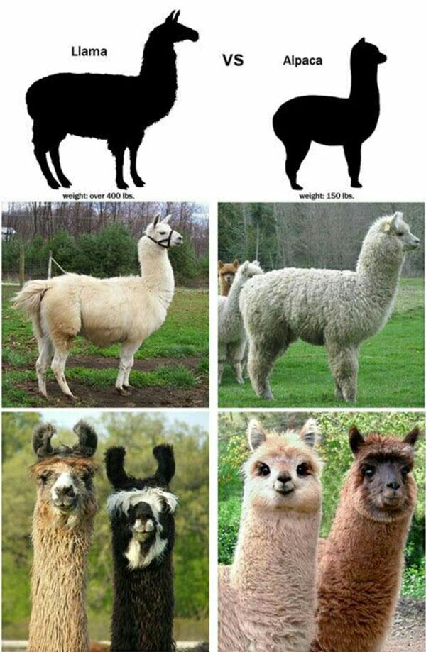 羊驼是什么意思，神兽羊驼是什么意思（你对羊驼一无所知）