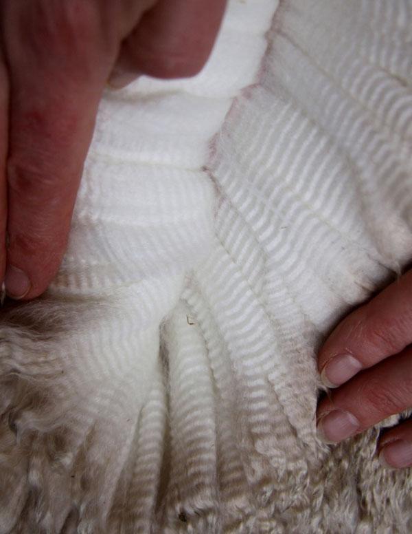 羊驼是什么意思，神兽羊驼是什么意思（你对羊驼一无所知）