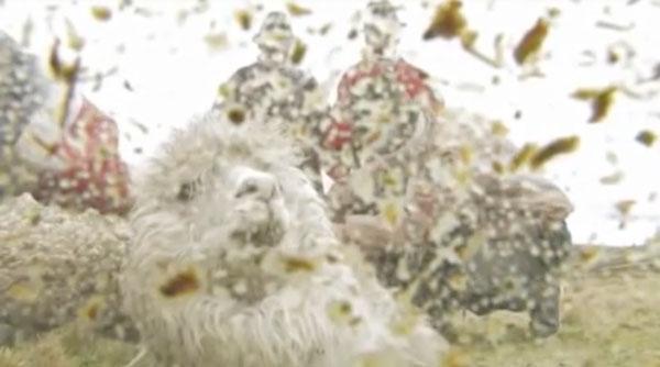 羊驼是什么意思，神兽羊驼是什么意思（你对羊驼一无所知）