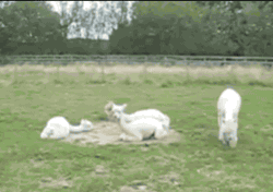 羊驼是什么意思，神兽羊驼是什么意思（你对羊驼一无所知）